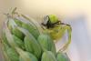 Misumena vatia